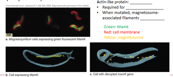 <ul><li><p>gene was fused to a fluorescent protein (GFP)</p></li><li><p>cell membrane is stained with red fluorescent dye</p></li></ul><p>magnetosomes are no longer in the same line/ alignment like in image B</p>