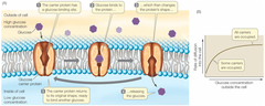 <p>Channel proteins are membrane proteins that form channels that selectively allow the passage of certain ions or molecules.</p>