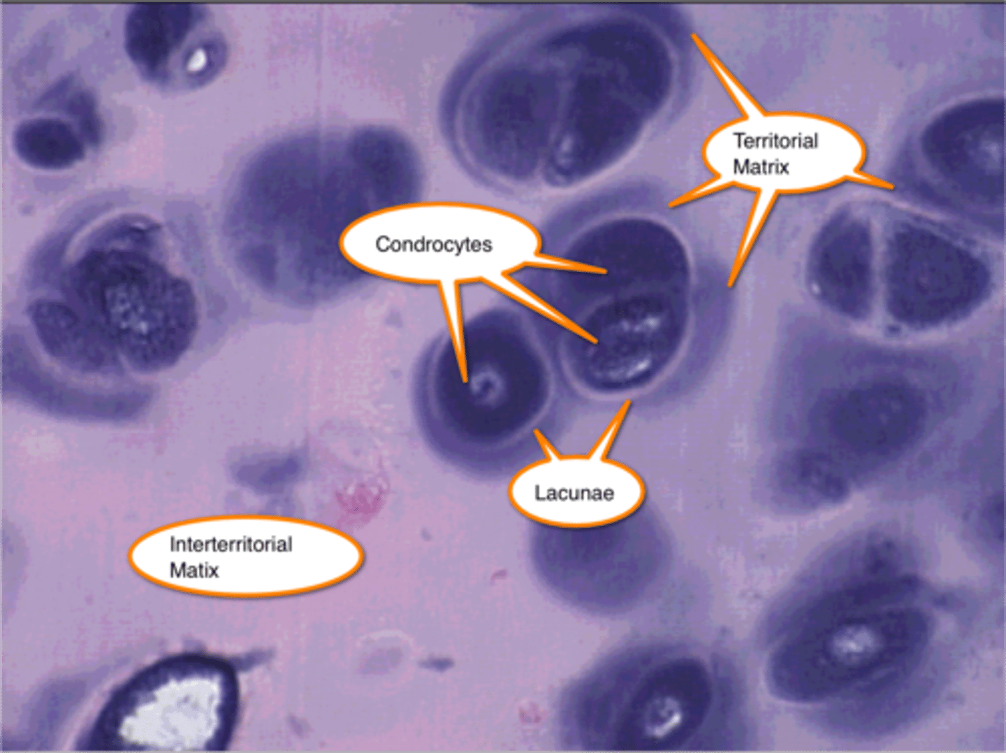 <p>What is the territorial matrix in cartilage ECM?</p>