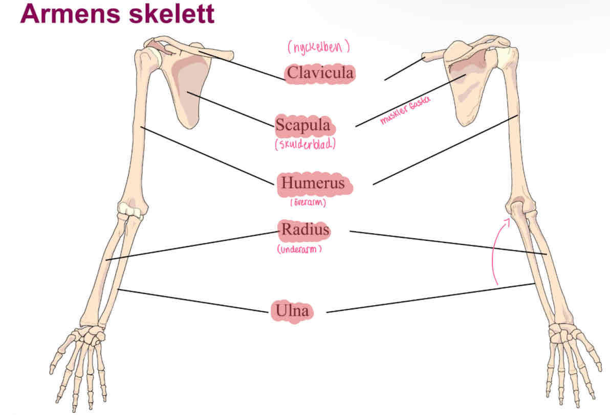 <ul><li><p>Clavicula (nyckelben) </p></li><li><p>Scapula (skulderblad) </p></li><li><p>Humerus (överarm) </p></li><li><p>Radius (underarm) </p></li><li><p>Ulna </p></li></ul>