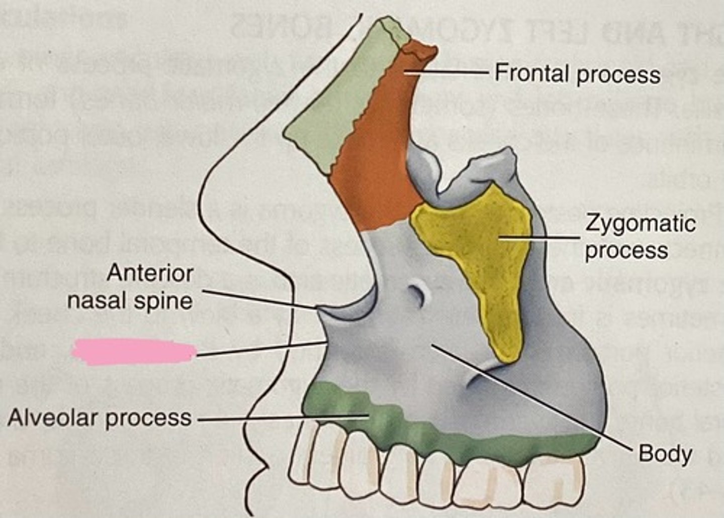 <p>What is the point at the superior aspect of the anterior nasal spine of the maxillae?</p>