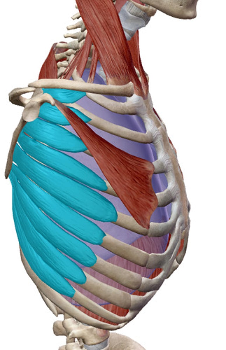 <p>What muscles is this?</p>
