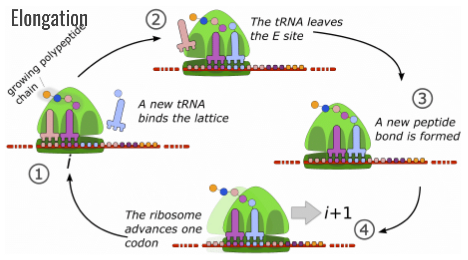 <ol><li><p>New activated tRNA moves to A site</p></li><li><p>Old tRNA leaves E site</p></li><li><p>Peptide linkage forms in A site</p></li><li><p>Ribosome advances one codon, tRNAs shift down the line</p></li><li><p>Process repeats</p></li></ol><p></p>