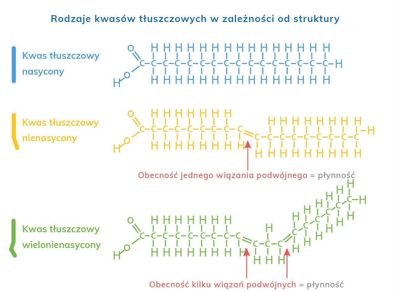 <p>kwasy tłuszczowe nasycone- nie mają wiązań podwójnych, kwasy tłuszczowe nienasycone mają jedno lub więcej wiązań podwójnych, tłuszcze stałe mają głównie kwasy nasycone (np smalec masło łój) a tłuszcze ciekłe mają głównie kwasy nienasycone (olej słonecznikowy/rzepakowy)</p>