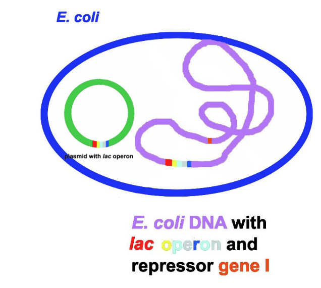 <p>transformation of the bacterial cells with plasmids carrying lac operon (whole or parts) </p><p>result is a partially diploid cell = merodiploid </p>