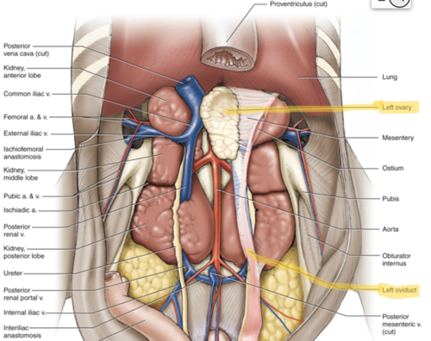 knowt flashcard image