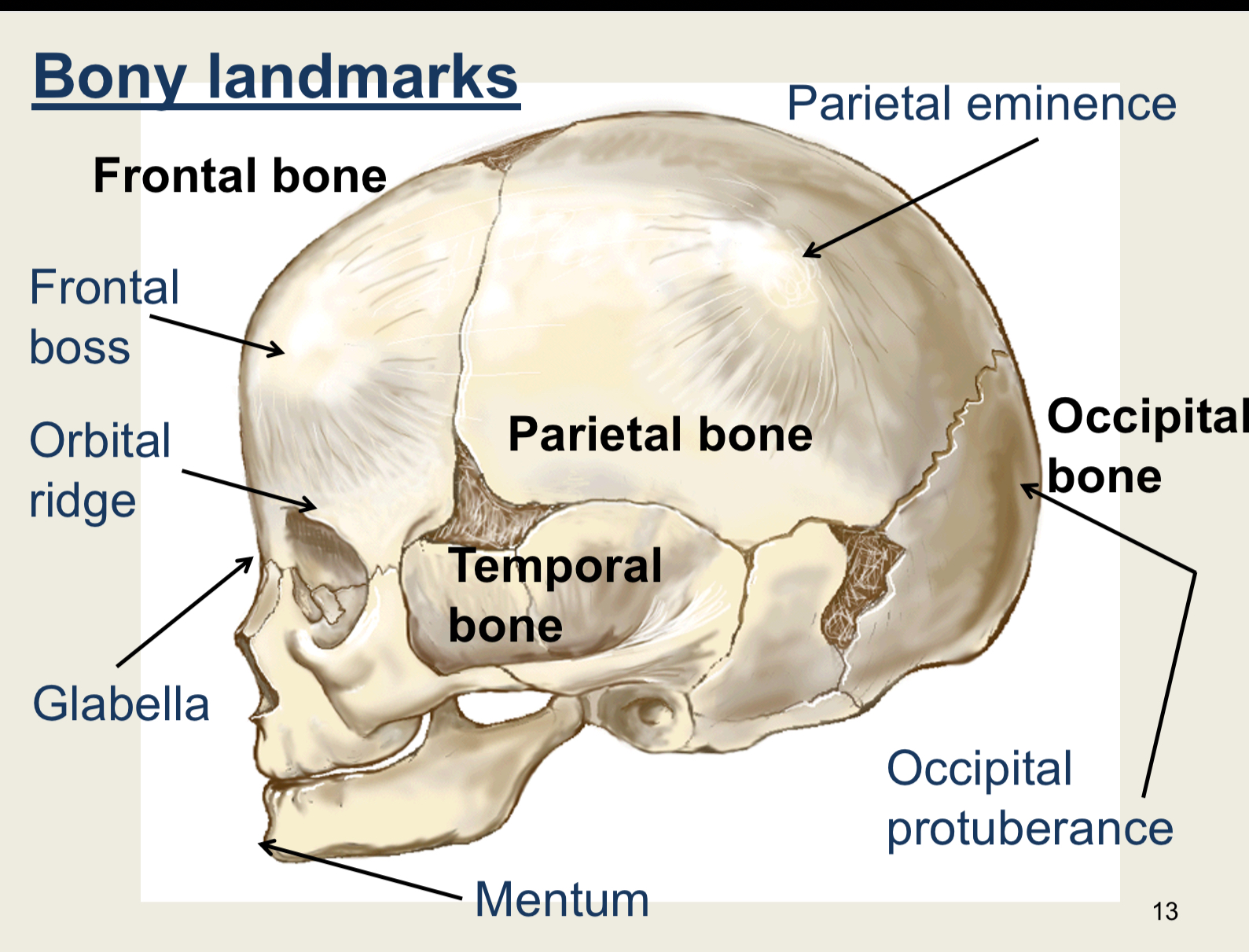 <ul><li><p>Frontal bones</p></li><li><p>Parietal bones</p></li><li><p>Occipital bone</p></li><li><p>Temporal bones</p></li></ul><p></p>