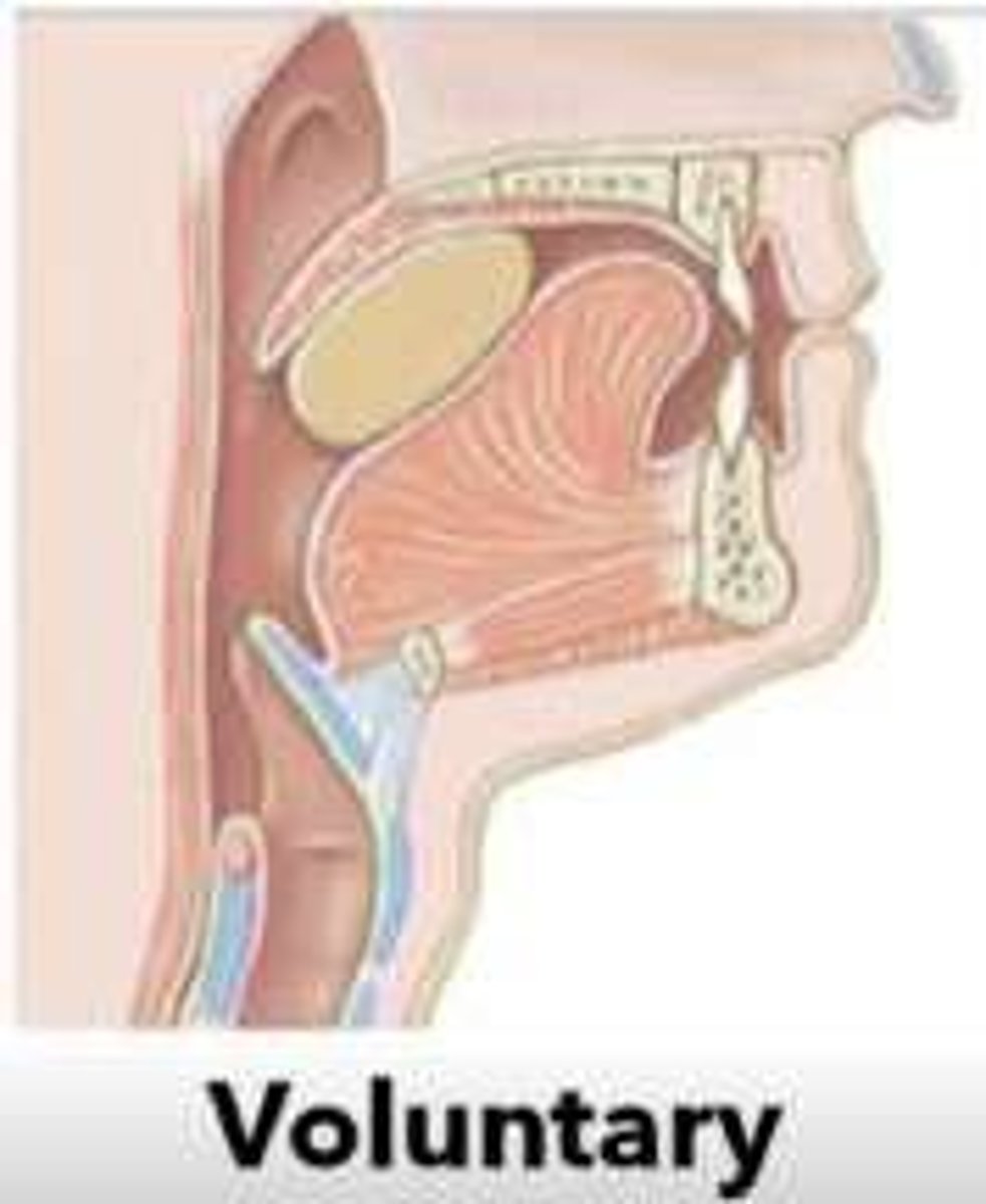<p>Voluntary phase, pharyngeal stage, and esophageal stage.</p>