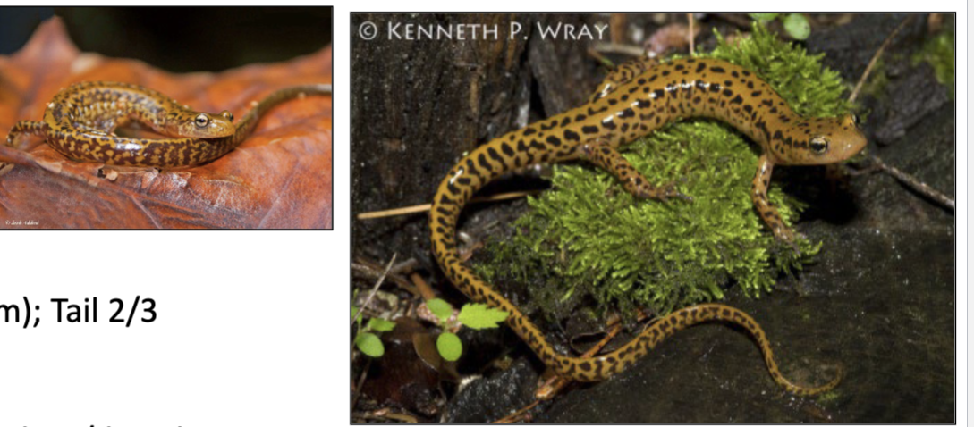 <p>chevron pattern on tail (only one that has this), dist everywhere except N. KY</p>