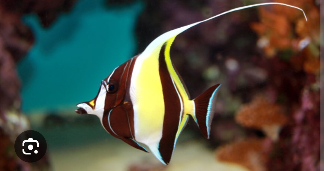 <p class="has-focus">Zanclidae family</p><p class="has-focus">Omnivorous, the idol feeds mostly on animal material, like sponges, and extracts prey from crevices with a slightly elongated jaw</p><p>crescent shaped body with an extended dorsal, black and white stripes, yellowish orange saddle on upper jaw, black caudal fin</p>