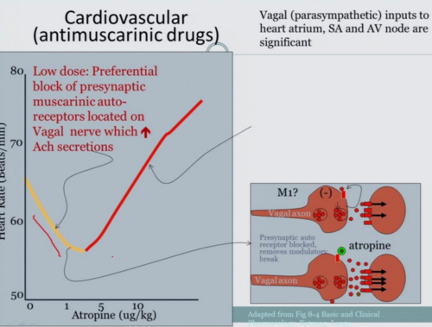 <p>low dose= slight BRADYcardia. atropine targets autoreceptor causing more ACh stimulation of SA node</p><p>high dose= mild TACHYcardia. atropine targets receptor on SA node, blocking effect of ACh</p>
