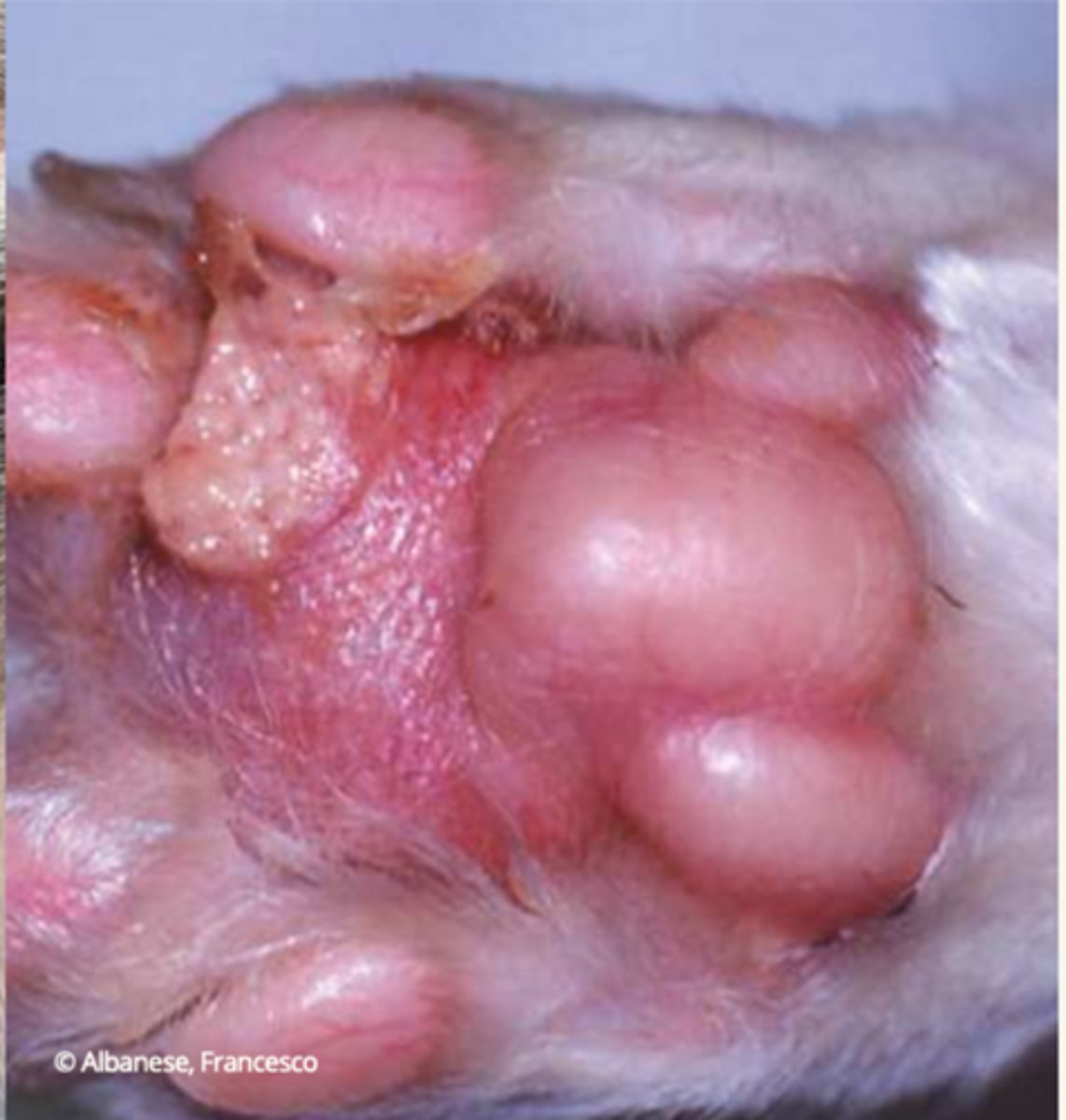 <p>¿lesión?</p><p>¿primaria o secundaria?</p>