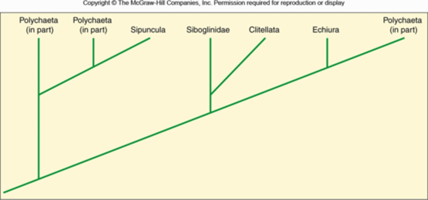 <p>Based on this phylogeny, would you say that Polychaetas are a mono, para or polyphyletic group?</p>