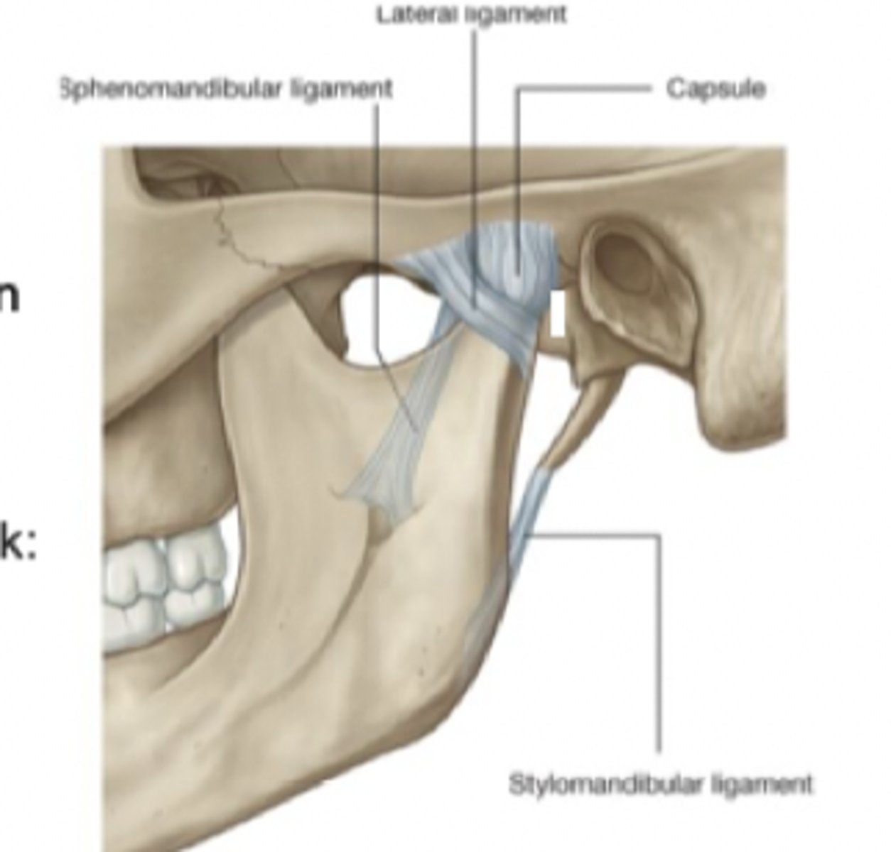 <p>Kapsel som omsluter leden och ser till att ledvätskan hålls kvar</p><p>Stabiliserar leden genom att motverka mediala, laterala och inferiora krafter</p>