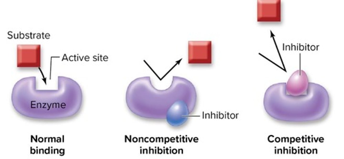 <p>Inhibitor binds to the active site and competes with normal substrate, blocking it</p>