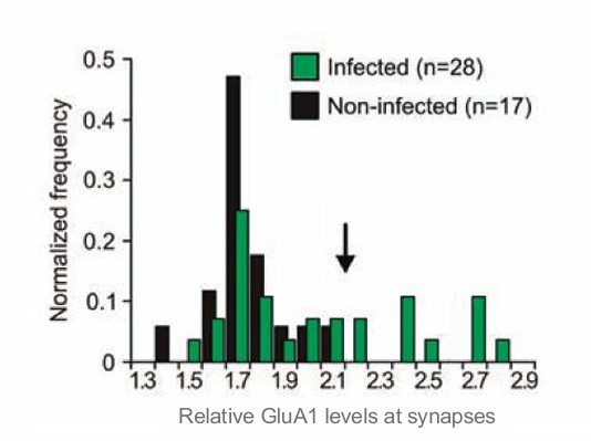 <ul><li><p>GluA1 insertie in 30% van de synapsen van de amygdala neuronen </p></li><li><p>ziet op plaatje helemaal naar rechts verschroven </p></li><li><p>dus voor 1 herinnering is 30% vd amygdala nodig, per hersengebied verschilt dit</p></li><li><p></p></li></ul><p></p>