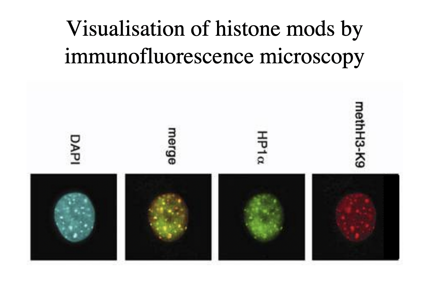 <ol><li><p>Label nucleus with methH3-K9 antibody → red </p></li><li><p>Label with antibody for heterochromatin</p></li><li><p>Merge to see yellow colour if they are in the same place</p></li><li><p>Double check with DAPI that there is more DNA (e.g the unlabbeled euchromatin)</p></li></ol><p></p>