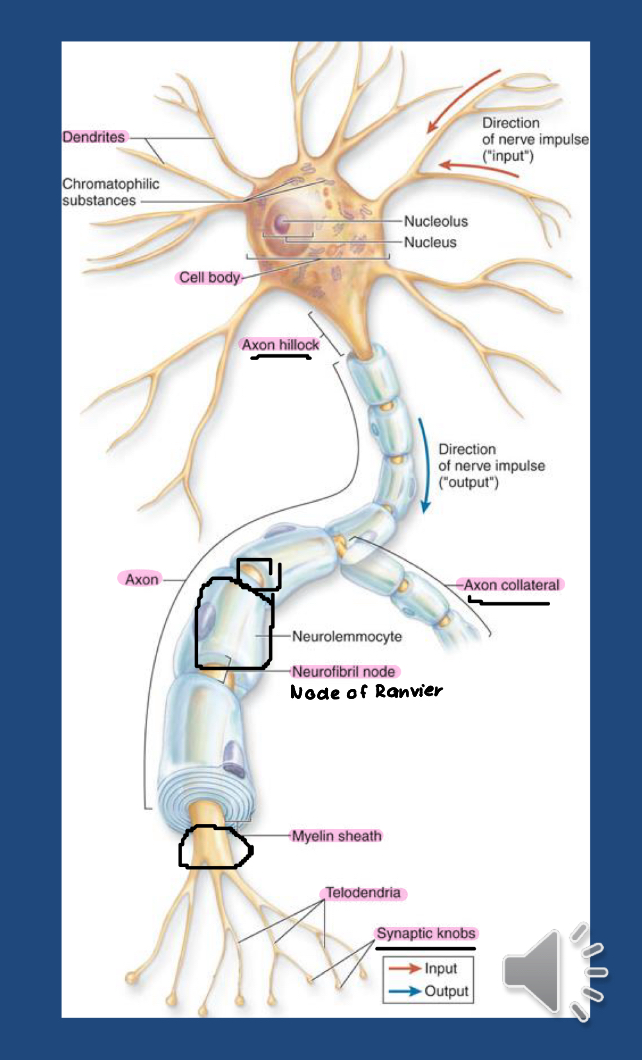 <ul><li><p>the axon is wrapped in myelin sheath</p></li></ul><p>axon hillock: connection of axon to cell body </p><p>axon collaterals: branches that bud from axons </p><p>axon terminal (aka: telodendria): extensive branching at distal end of axons </p><p>synaptic knobs: extreme tips of axon terminals </p><p>node of ranvier: segment of axon between myelin sheath </p><p>myelination: process of wrapping axons with concentric layers of plasma membrane fro glial cells </p>