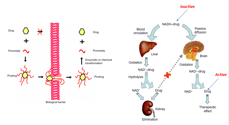 <ul><li><p>Involves increasing the drug lipophilicity by forming a prodrug to enhance CNS penetration.</p></li><li><p>Once the prodrug is inside the brain, it will be cleaved enzymatically yielding a less lipophilic / active drug molecules which will be trapped in the brain.</p></li><li><p>E.g. Ganciclovir, Benzylpenicillin and Zidovudine, Levodopa, GABA and Morphine</p></li><li><p>Figure on left:</p><ul><li><p>Drug on its own cannot pass as it does not fulfil any criteria.</p></li><li><p>So it is attached to a promoiety to make it more lipophilic. It becomes a prodrug and crosses the BBB.&nbsp;</p></li><li><p>Once it has crossed it goes through enzymatic transformation and the active drug is released</p></li></ul></li><li><p>Figure on right: Drug is attached to NADH, making it inactive</p><ul><li><p>In circulation it will go to brain and metabolised at the same time</p></li><li><p>If it goes to the liver it will go through metabolism, cleaving the NADH moiety, leaving the active molecule which is excreted via kidney</p></li></ul></li></ul><p></p>