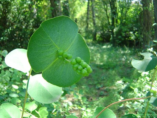 <p><span><em>Lonicera caprifolium</em></span></p>