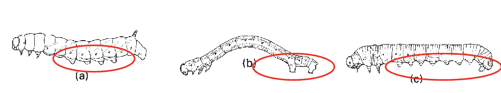 <p><span>non-jointed appendages on the abdomen of some insect larvae used for gripping and locomotion</span></p>