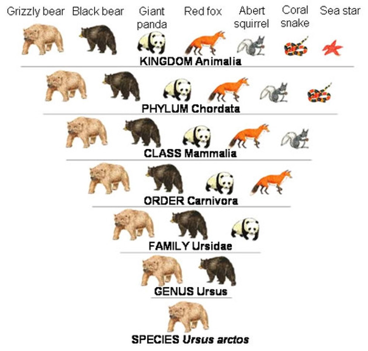 <p>Domain<br>Kingdom<br>Phylum <br>Class<br>Order <br>Family <br>Genus <br>Species</p>