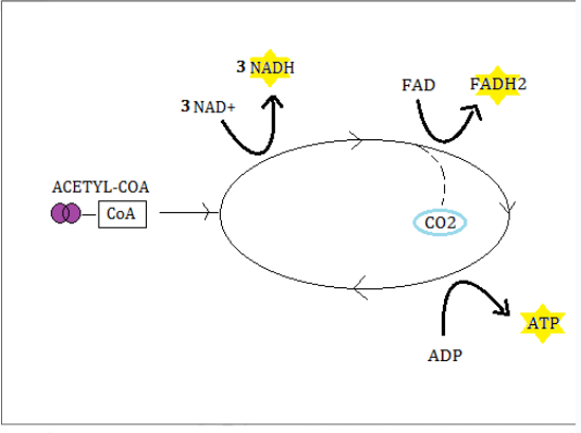 <p>Acetyl CoA enters the KC to generate <strong>THREE molecules of NADH</strong> from NAD+, <strong>ONE molecule of ATP</strong> from ADP and <strong>ONE molecule of FADH2</strong> from FAD</p><p>CO2 is released as a by product</p>