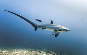 <p>An asymmetric tail found in chondrichthyans and primitive bony fishes, aiding in buoyancy. Vertebral column turns upward, deep into the dorsal lobe. vertebrae extends deep into the tail. Don’t have lung or air bladders.</p>