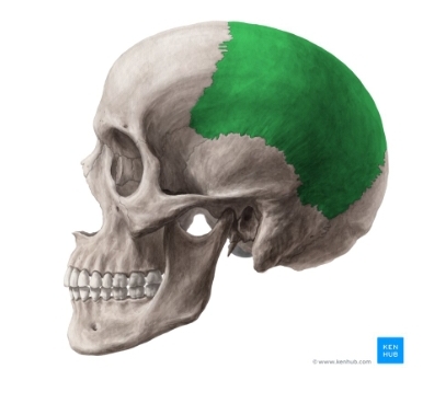 <p>Latin for Wall, Top of Skull</p>