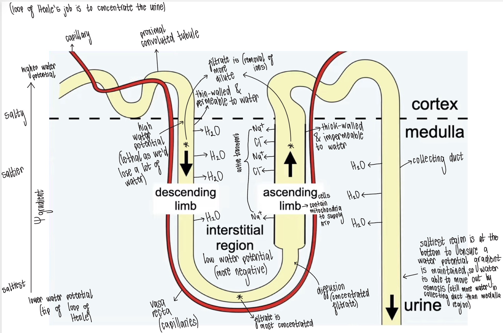 <p><strong>(loop of Henle acts as a counter-current multiplier)</strong></p><ol><li><p>As the fluid moves up the ascending limb, Na<sup>+</sup> & Cl<sup>-</sup> ions are actively transported into the interstitial region (ATP for energy is provided by mitochondria in ascending limb cells)</p></li><li><p>The walls of the ascending limb are impermeable to water but permeable to ions, so water cannot leave the fluid in the ascending limb</p></li><li><p>There is now a high concentration of Na<sup>+</sup> & Cl<sup>-</sup> ions in the interstitial region, meaning the medulla has a very low water potential</p></li><li><p>Fluid at the start of the proximal convoluted tubule has the same water potential as the blood. However, the descending limb walls are permeable to water but impermeable to ions</p></li><li><p>As the descending limb passes down into the medulla with a decreasing water potential gradient, water moves out of the fluid, into the medulla by osmosis</p></li><li><p>Water then moves by osmosis into the blood by the vasa recta (capillaries) & is carried away</p></li><li><p>As fluid moves down descending limb, it loses water & becomes progressively more concentrated, due to a decreasing water potential gradient</p></li><li><p>When this concentrated fluid starts moving up the ascending limb, the concentration is so high, that Na<sup>+</sup> & Cl<sup>-</sup> ions move out of the fluid by diffusion</p></li><li><p>Further up the ascending limb, active transport takes over, pumping Na<sup>+</sup> & Cl<sup>- </sup>ions out of the fluid</p></li></ol><p></p>