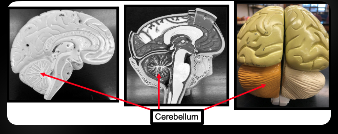 <p>Cerebellum</p>