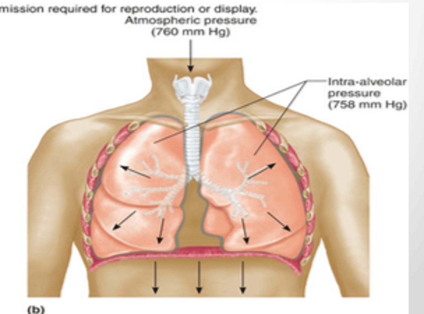 <p>- decrease (in pressure)</p><p>- (air moves) in</p><p>i.e., the pressure of the lungs is lower than the atmosphere, and air travels via pressure gradient from high to low</p>