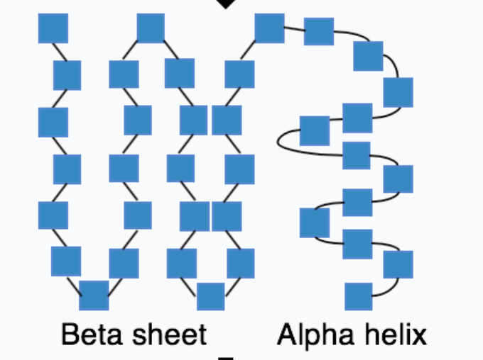 <p>alpha helix + beta sheets produced by hydrogen bonds forming within the polypeptide</p>