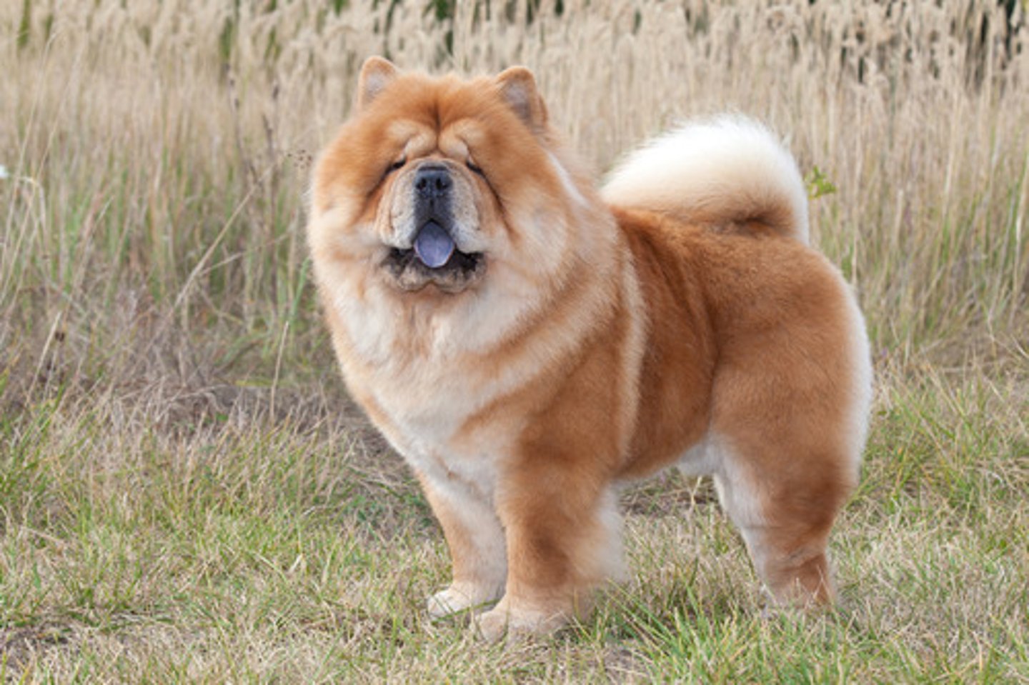 <p>What is this breed? What is it's AKC classification?</p>
