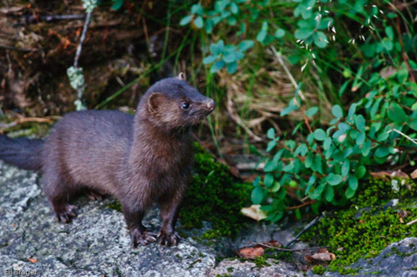 <p>American Mink</p>