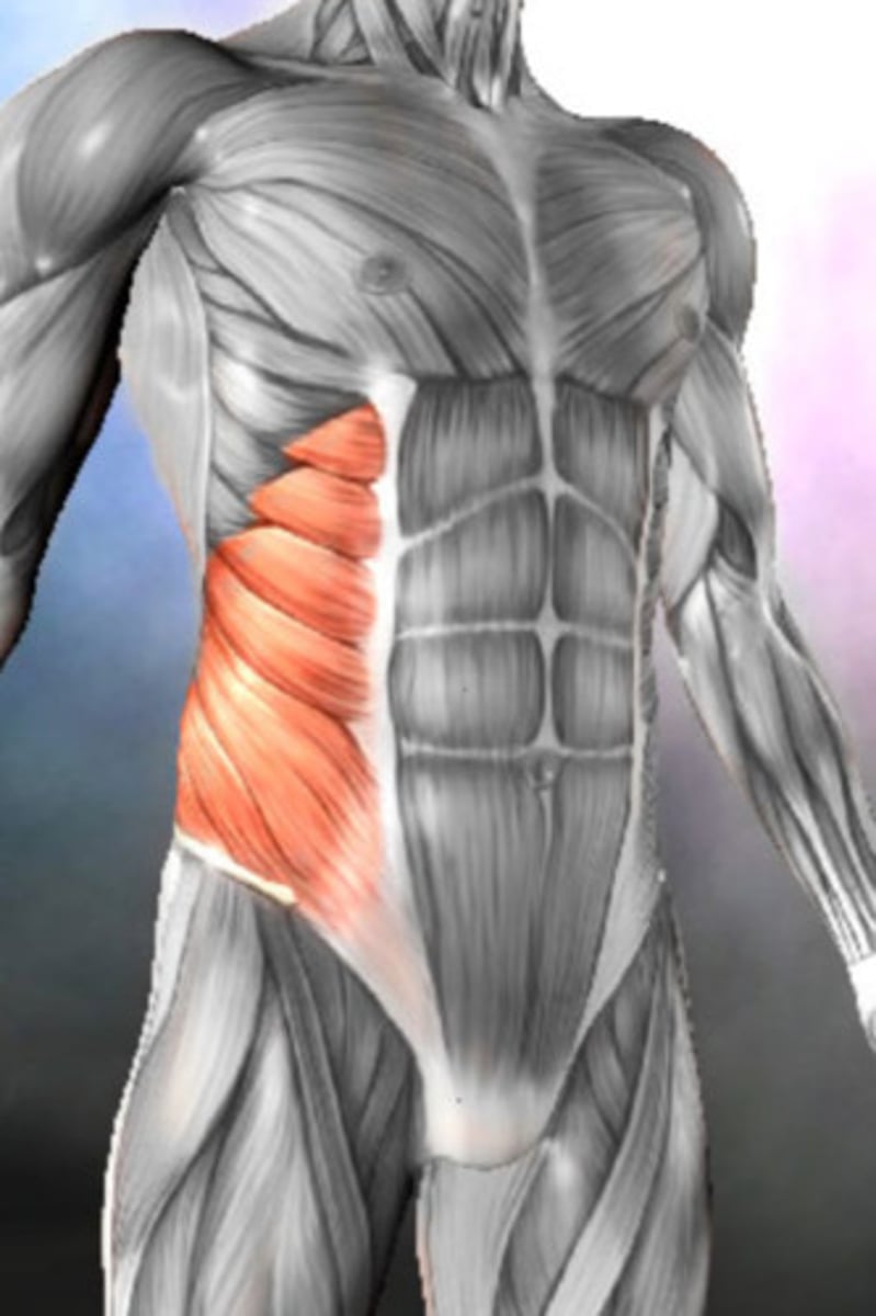 <p>Muscles located on the sides of the abdomen that help in trunk rotation and lateral flexion.</p>