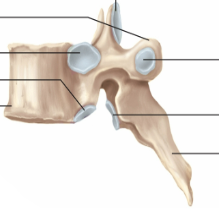 <p>Thoracic vertebrae</p>