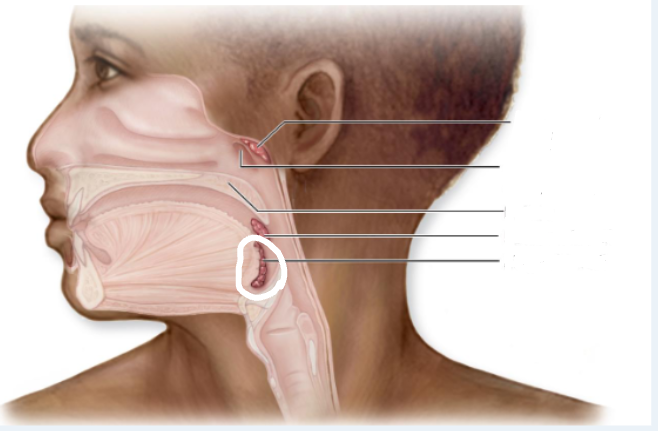 <p>posterior 1/3 of tongue</p>