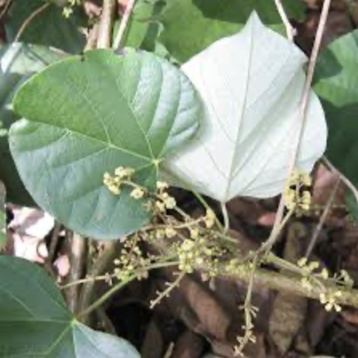 <p>what plant family? what is it? what toxin does it produce?</p>