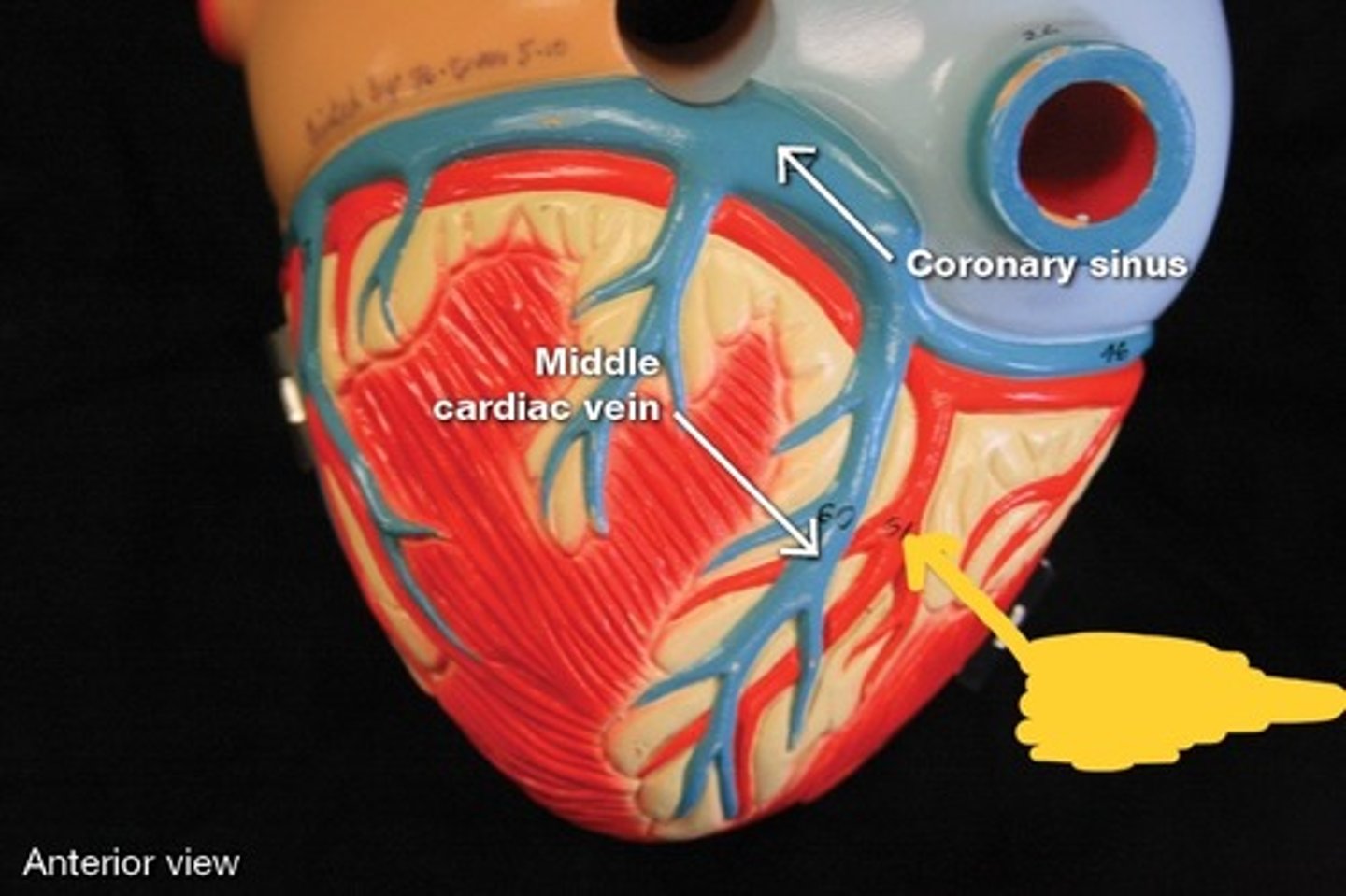 <p>Coronary arteries and their branches,</p>