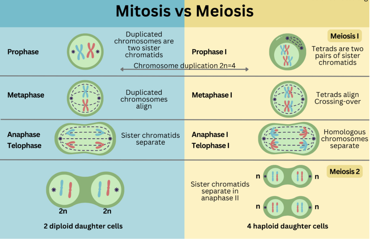 <p><span style="font-family: &quot;Times New Roman&quot;, serif;">Prophase, Prometaphase, Metaphase, Anaphase (Cleavage furrow), Telophase (Cytokinesis)</span></p>