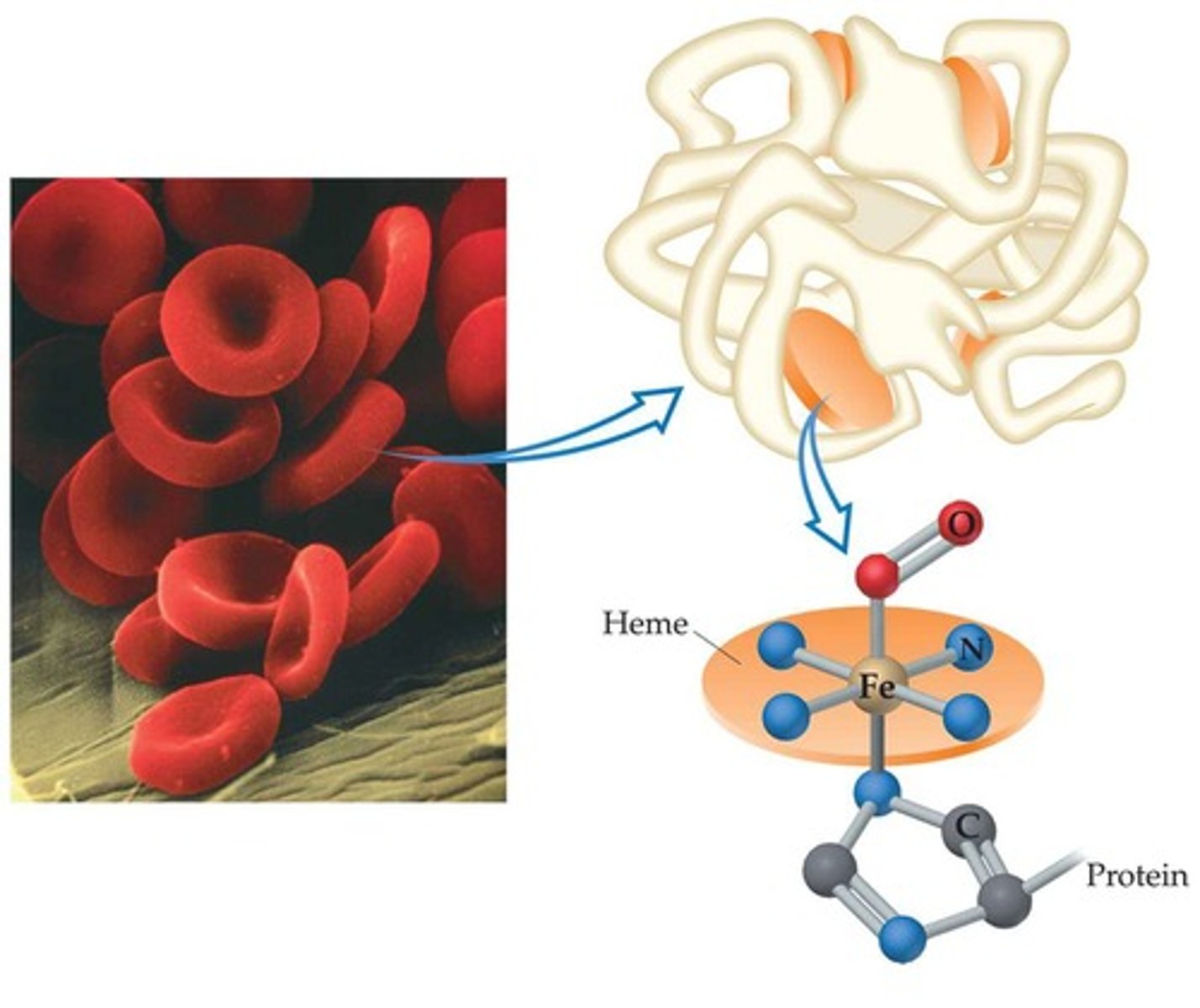<p>It binds to iron in hemoglobin, reducing oxygen transport in the blood.</p>
