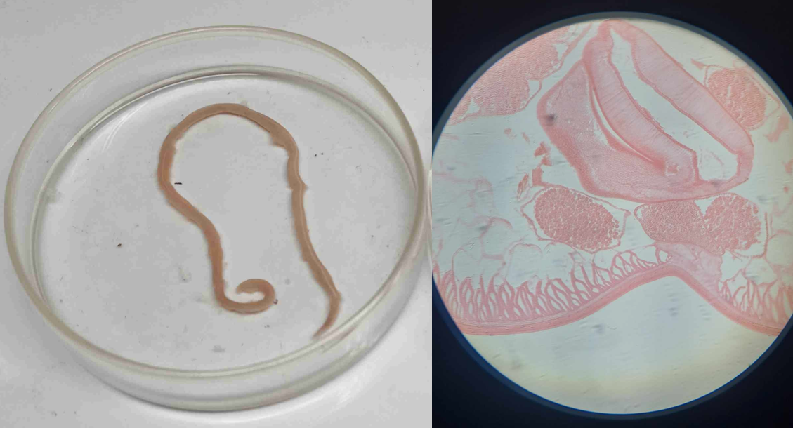 <p>smaller than the female; curved ventrally at its posterior end</p>