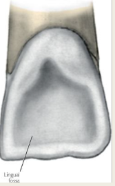 <p>Fossa</p>