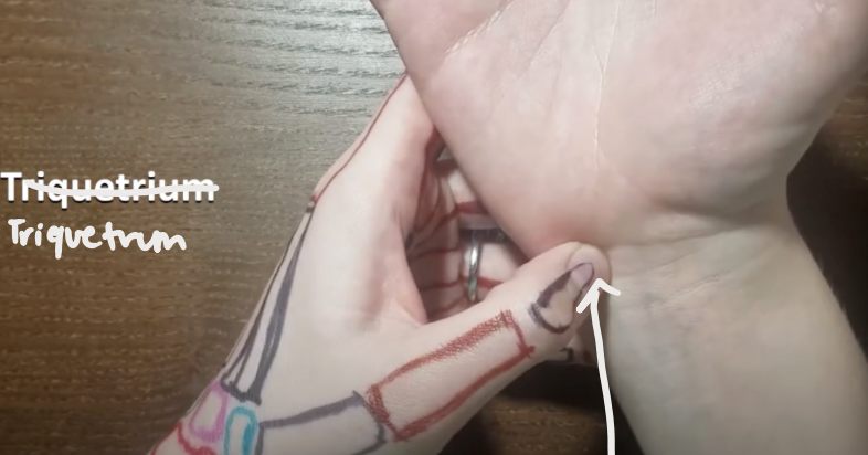 <p>sits right under the pisiform </p>