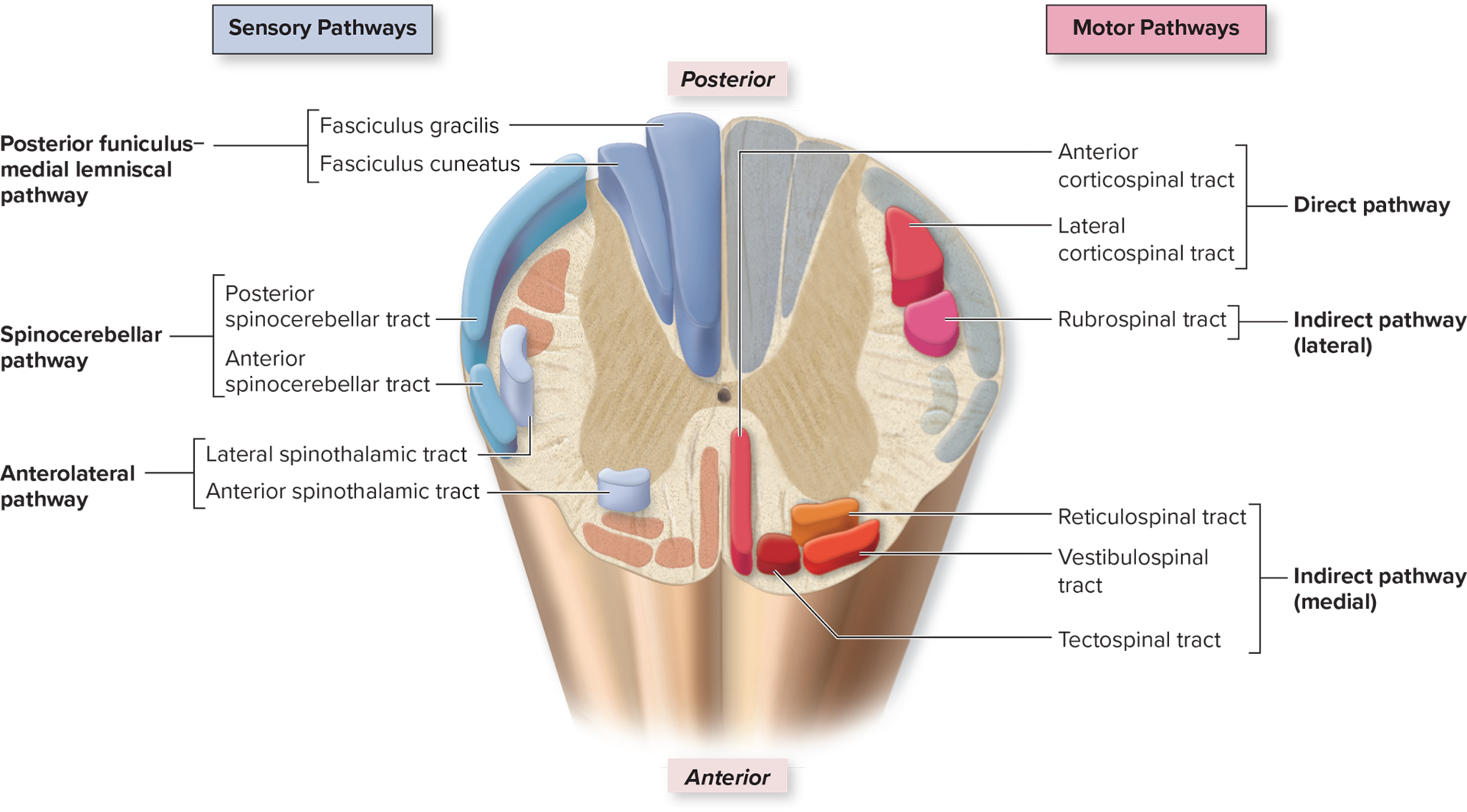 <ul><li><p>Axons within each funiculus are organized into bundles called <strong>fasciculi</strong>.</p></li><li><p>These bundles are also called <strong>tracts</strong>, which share a common origin, destination, and function.</p></li><li><p><strong>Sensory Tracts (Ascending):</strong> Relay signals <strong>from the spinal cord to the brain</strong>.</p><ul><li><p>Found in the <strong>posterior, lateral, and anterior funiculi</strong>.</p></li><li><p>Usually begin with <span style="font-family: KaTeX_Main, &quot;Times New Roman&quot;, serif; line-height: 1.2; font-size: 1.21em;"><strong><em><span>spino</span></em><span>−</span></strong></span> (e.g., <strong>Spinothalamic tract</strong>).</p></li></ul></li><li><p><strong>Motor Tracts (Descending):</strong> Relay signals <strong>from the brain to the spinal cord</strong>.</p><ul><li><p>Found only in the <strong>lateral and anterior funiculi</strong> (not posterior).</p></li><li><p>Usually begin with <span style="font-family: KaTeX_Main, &quot;Times New Roman&quot;, serif; line-height: 1.2; font-size: 1.21em;"><strong><em><span>cortico</span></em><span>−</span></strong></span> (from the cortex) or the name of a brainstem nucleus (e.g., <strong>Corticospinal tract</strong>).</p></li></ul></li></ul><p></p>