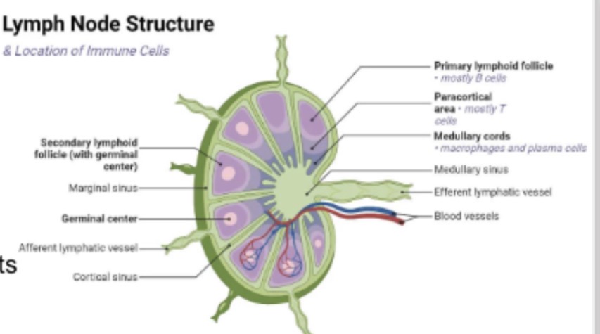 <p>Lymphocytes</p><p>Macrophages </p><p></p><p>Act as fibres and defend against foreign pathogens </p>