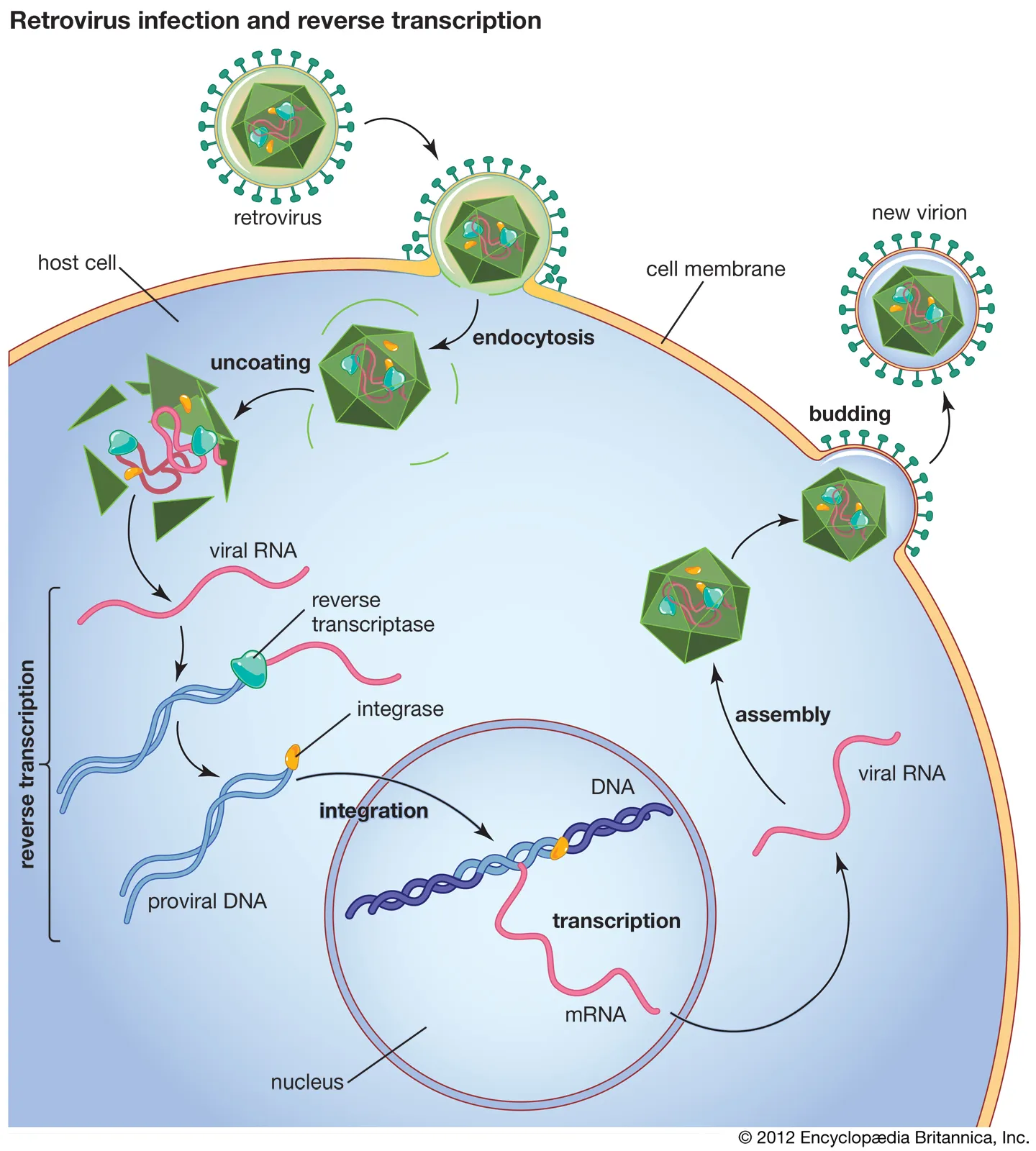 <ul><li><p><strong>Provirus: </strong></p><ul><li><p>Genetic material of a <strong><u>retrovirus</u></strong></p></li><li><p>Host: Eukaryotic cells</p></li></ul><ul><li><p>Do not come out </p></li><li><p>Can inhabit a host for years without any symptoms</p></li><li><p>Changes in the immune system can cause <strong>activation </strong>and acute infection</p><ul><li><p>Shingles</p></li></ul></li></ul></li><li><p><strong>Prophage:</strong></p><ul><li><p>Genetic material of a <strong><u>bacteriophage</u></strong></p></li><li><p>Host: Bacteria</p></li></ul></li></ul><p></p>