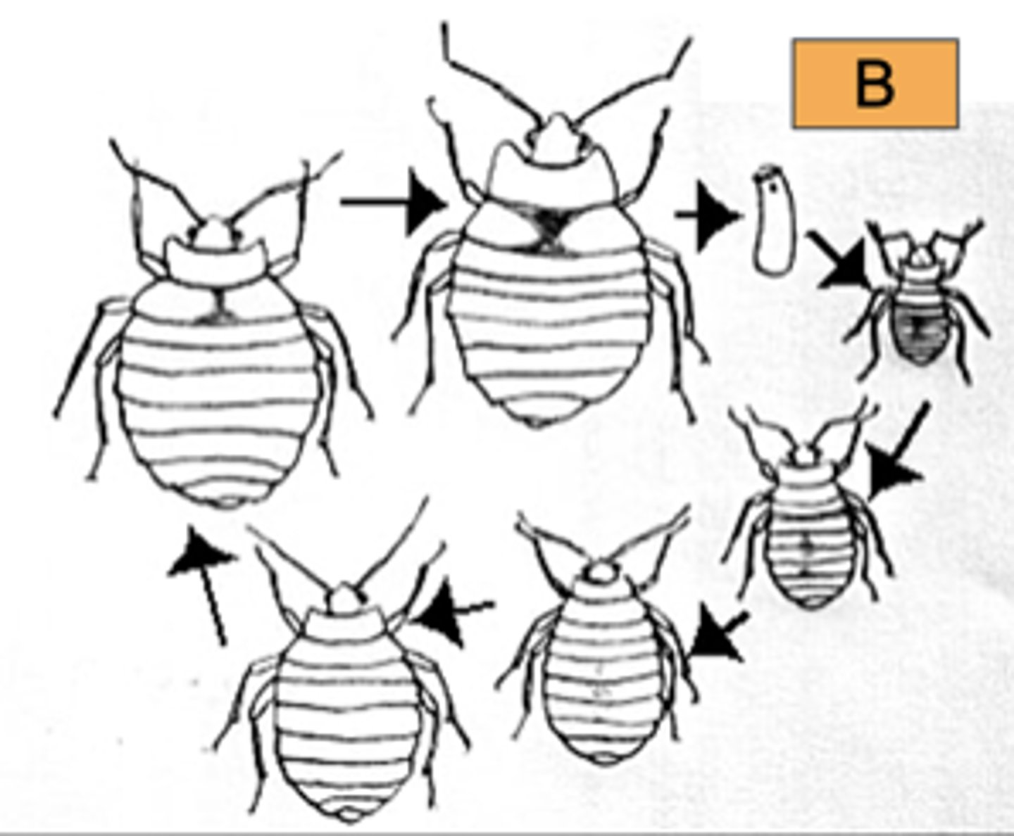 <p>What type of metamorphosis is this picture showing?</p>