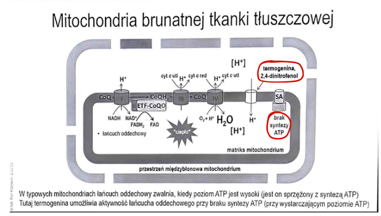 <p>syntazy ATP</p>